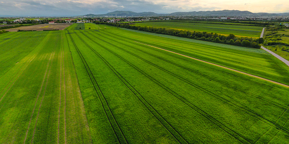 Aerial shot from a drone of young green wheat in Spring