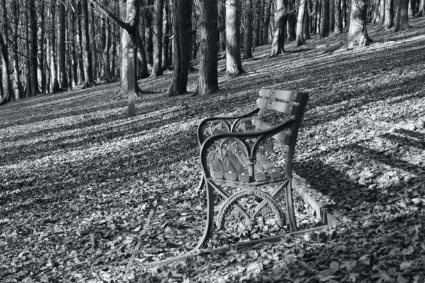 Monochrome image of an Autumn forest, leaves fall from trees, onto the forest floor
