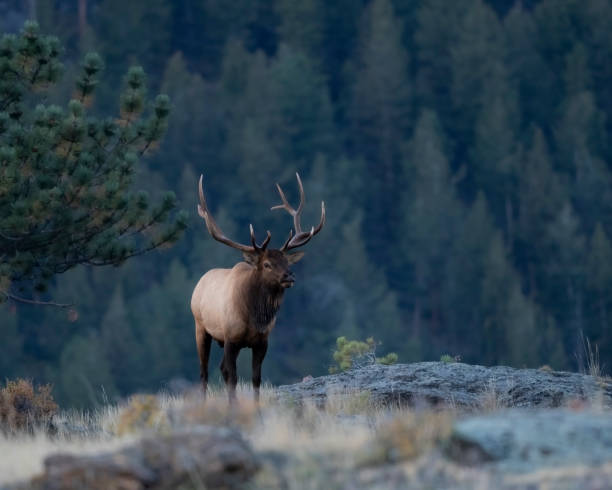 istock Elk of the Rocky Mountains 1657594343