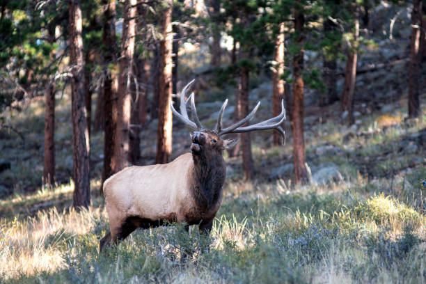istock Elk of the Rocky Mountains 1657596473