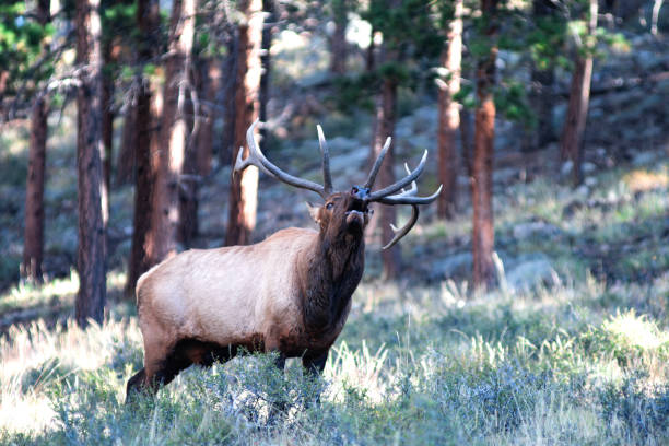 istock Elk of the Rocky Mountains 1657597025