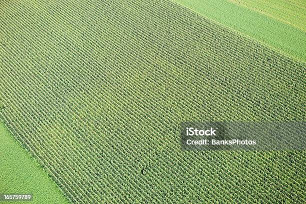 Midsummer Cornfield 공중 배경기술 공중 뷰에 대한 스톡 사진 및 기타 이미지 - 공중 뷰, 농장, 0명