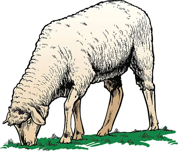 Vector illustration of Sheep