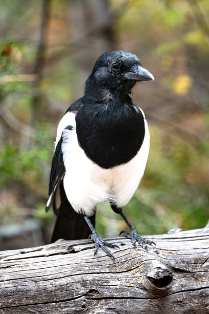 istock Birds of the Rocky Mountains 1657602440