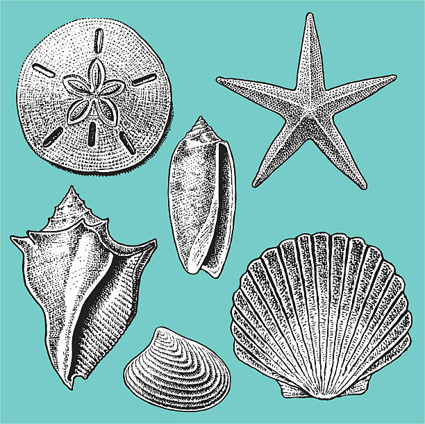 sea shell collection - sarmal deniz kabuğu illüstrasyonlar stock illustrations