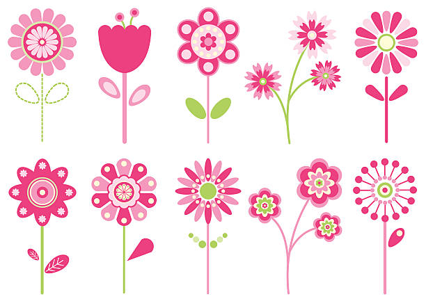 illustrations, cliparts, dessins animés et icônes de icônes de fleur de printemps élégant - single flower flower marguerite white background