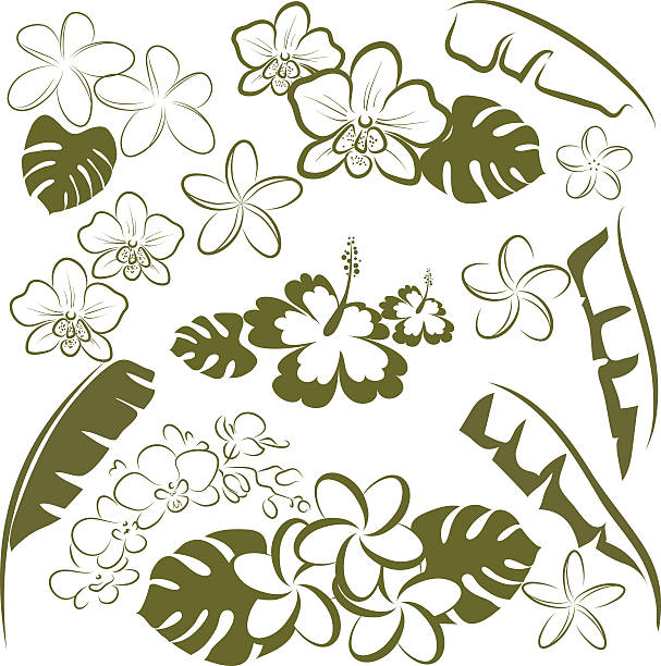 ilustraciones, imágenes clip art, dibujos animados e iconos de stock de hojas y flores tropicales - hawaiian orchid