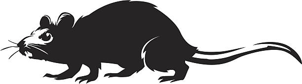 walking rat simple graphic of a walking rat rat stock illustrations