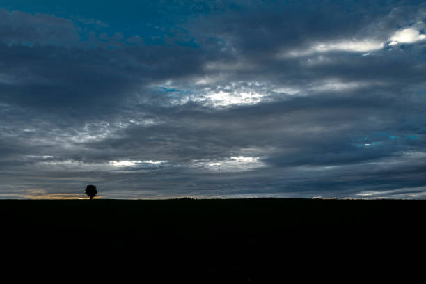 Tree alone in field with sunset near Ottenschlag town in Austria summer evening