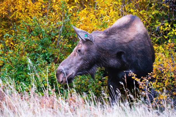istock Moose in the Rocky Mountains 1657607827