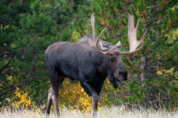 istock Moose in the Rocky Mountains 1657608878