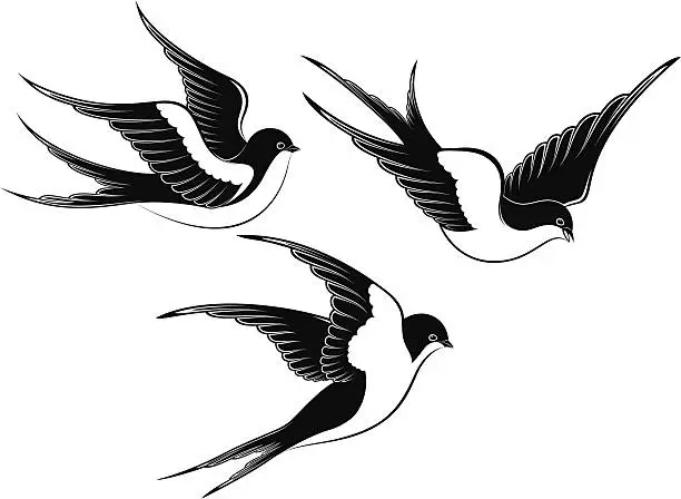 Vector illustration of swallow