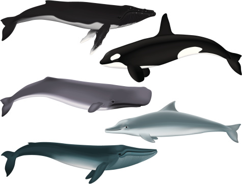 Illustrations of multiple whales. File is organized into layers and download includes EPS, JPG, and PDF formats.