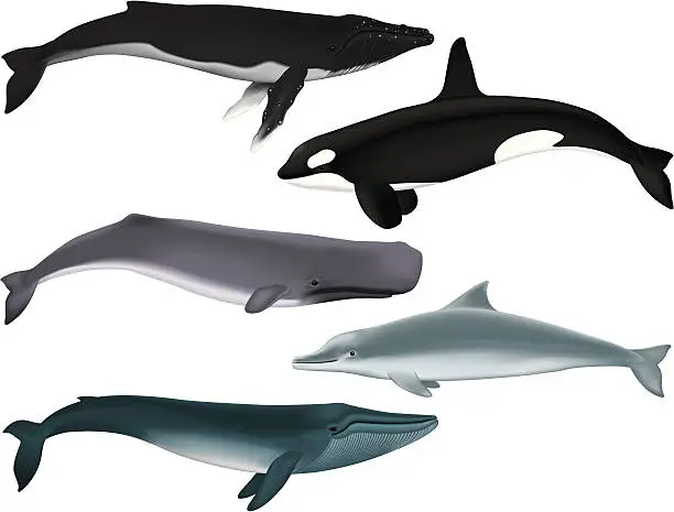 Vector illustration of Whales