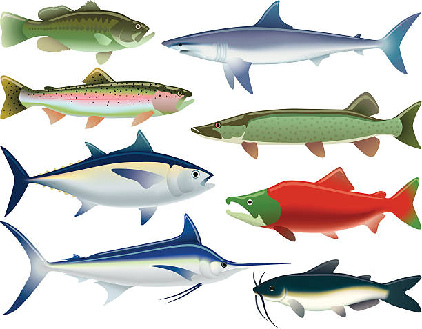 ilustraciones, imágenes clip art, dibujos animados e iconos de stock de deporte de pescado - fish prepared fish fishing bass