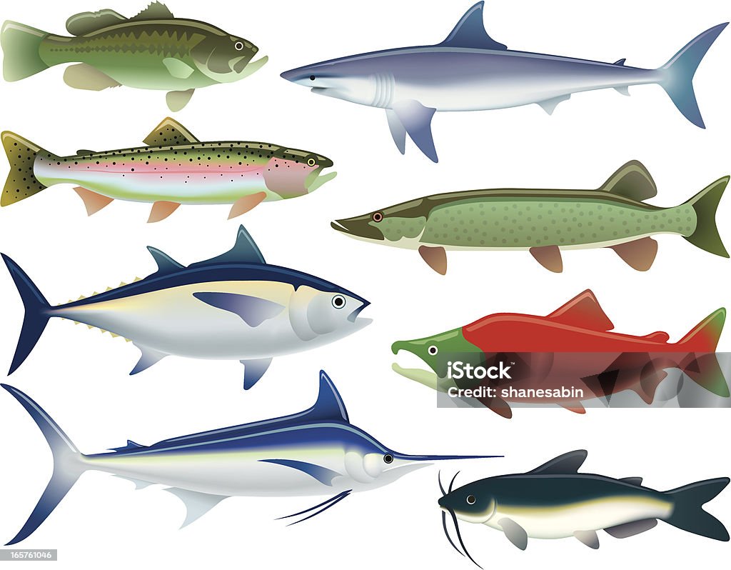 Sport Fish - Grafika wektorowa royalty-free (Tuńczyk - owoce morza)