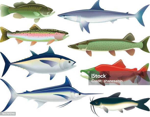 Vetores de Esporte De Peixe e mais imagens de Atum - Peixe - Atum - Peixe, Peixe, Truta Arco-Íris