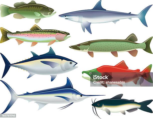 Sport Fish Stock Illustration - Download Image Now - Tuna - Seafood, Fish, Rainbow Trout