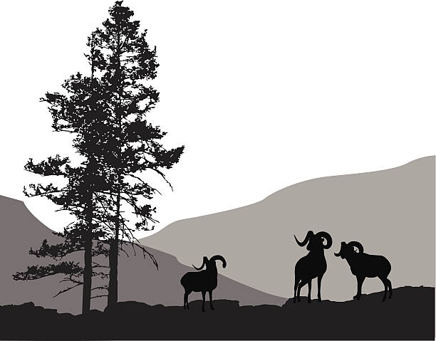 mountainmammals - bighorn sheep stock-grafiken, -clipart, -cartoons und -symbole
