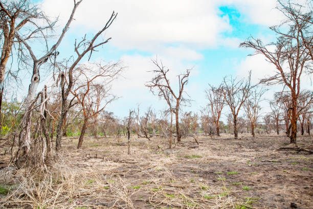 istock dead trees stand in lake in Africa. Global warming 1657612171