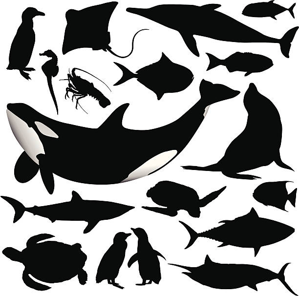 ilustraciones, imágenes clip art, dibujos animados e iconos de stock de siluetas de animales de mar - tuna sea underwater fish