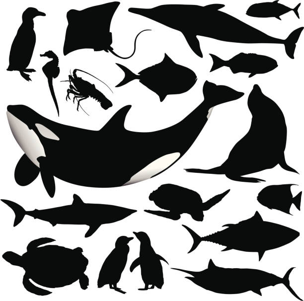 Ocean Animal Silhouettes A collection of detailed ocean animal silhouettes. black and white whale stock illustrations