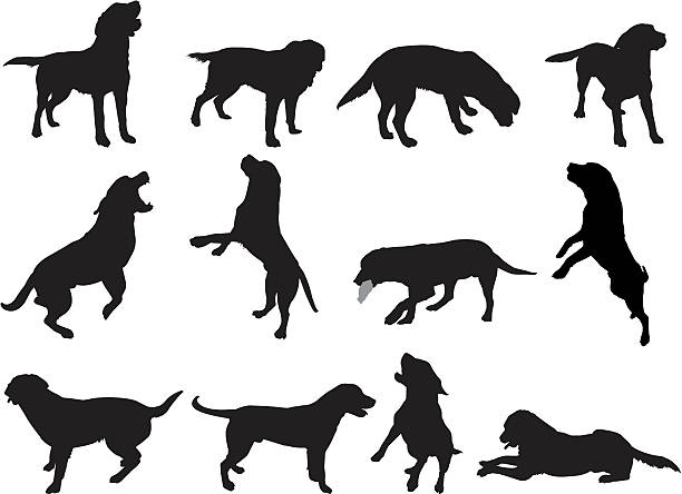 Silhouettes of dogs in various positions vector art illustration