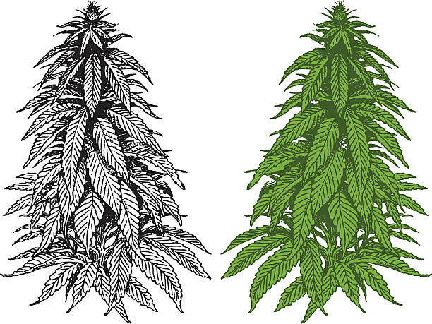 ilustrații de stoc cu marijuana plante - marijuana