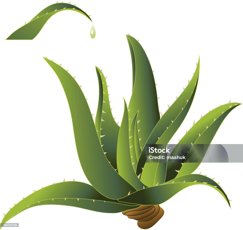 Aloe vera - arte vettoriale royalty-free di Aloe