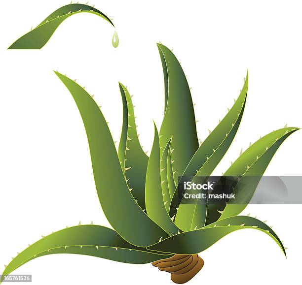 Aloe Vera - Immagini vettoriali stock e altre immagini di Aloe - Aloe, Affilato, Botanica