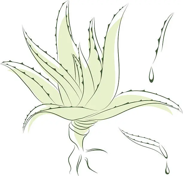 Vector illustration of Aloe vera