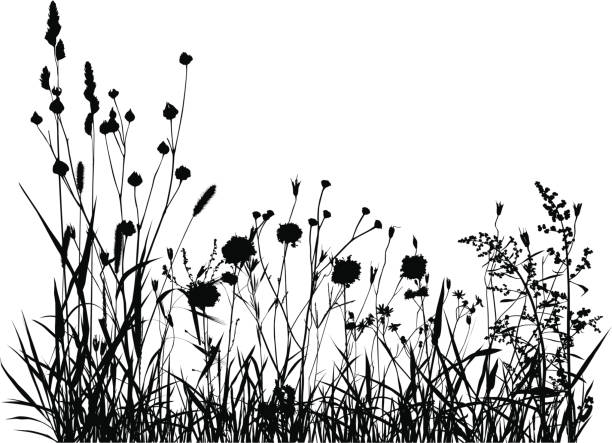 Summer Meadow Silhouette Summer or spring meadow. prairie stock illustrations