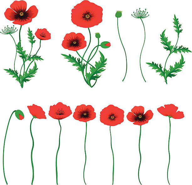 Poppy Red Poppy. ZIP contains AI format, PDF and jpeg. poppy stock illustrations