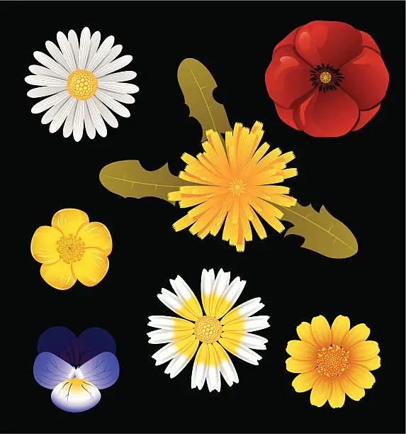 Vector illustration of Wildflowers