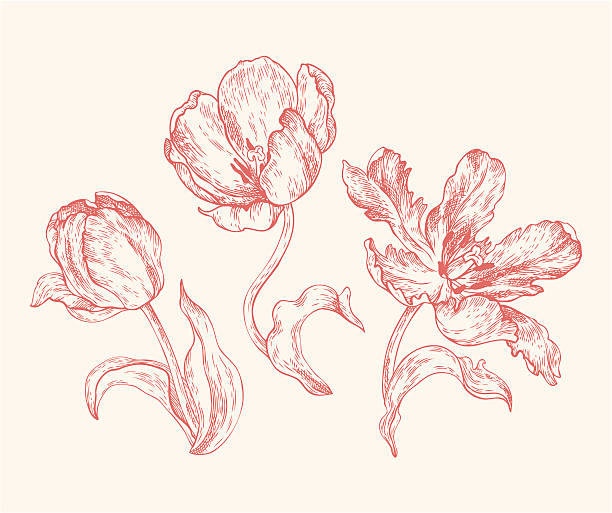 ilustraciones, imágenes clip art, dibujos animados e iconos de stock de calcografías tulipanes - illustration and painting engraved image engraving pencil drawing