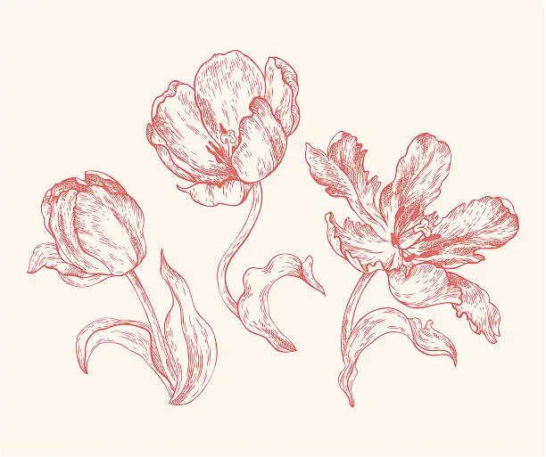 Vector illustration of Engravings Tulips