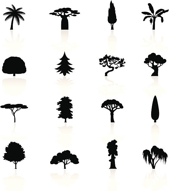 블랙 기호들-나무 - cypress tree 이미지 stock illustrations