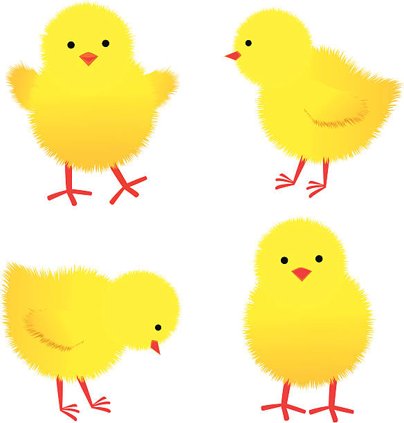illustrazioni stock, clip art, cartoni animati e icone di tendenza di bambino chicks - uccellino