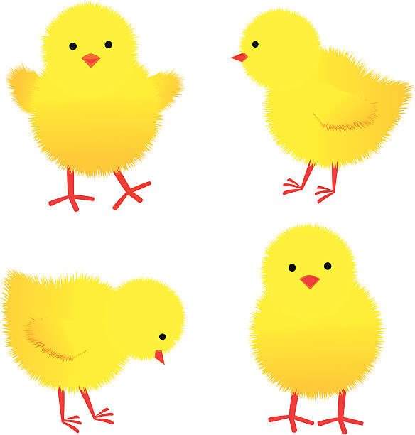 ilustrações de stock, clip art, desenhos animados e ícones de bebé chicks - chicken isolated yellow young animal