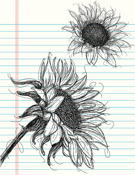 Sunflowers Sunflower sketches on notebook paper. The artwork and paper are on separate labeled layers. helianthus stock illustrations