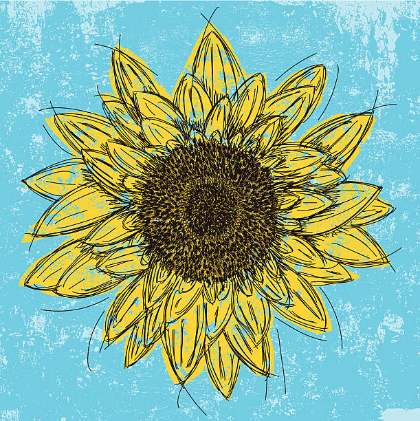 sunflower Sketchy sunflower over an abstract background. The artwork and background are on separately labeled layers. helianthus stock illustrations