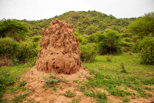 Big Termite Mound closeup Maniara National Park Africa. Maniara Tanzania reserve. Natural green background