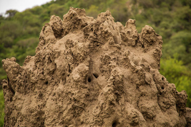 Termite Mound Maniara National Park Africa