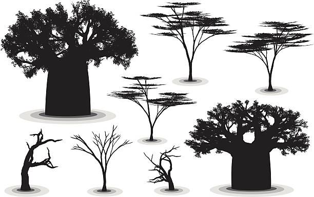 afrykańskiego drzewa - african baobab stock illustrations