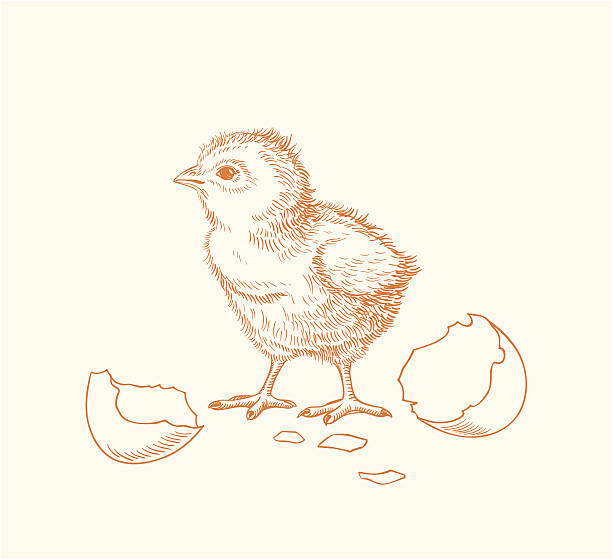 kurczak - young bird stock illustrations