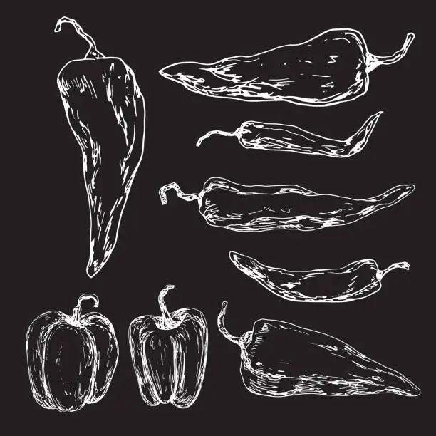 Vector illustration of Set of hot peppers sketches