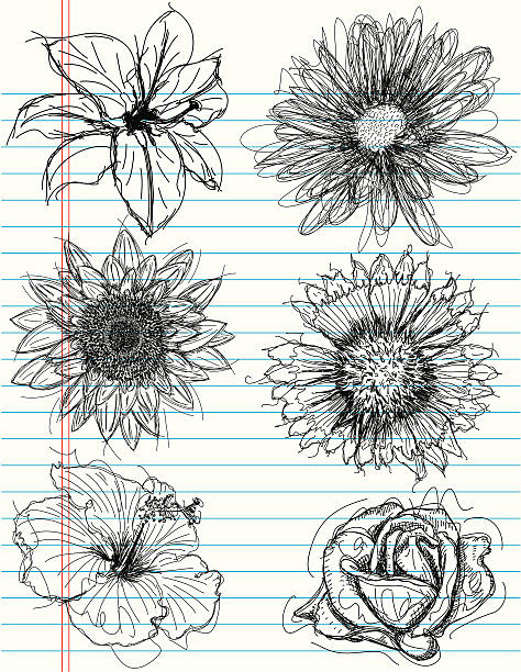 assorted flower sketches Assorted flower head sketches on notebook paper.The flowers are a lily(top left), daisy(top right), sunflower(middle left), sand dune wildflower(middle right), hibiscus(bottom left), and a rose(bottom right). The artwork and paper are on separate labeled layers. helianthus stock illustrations