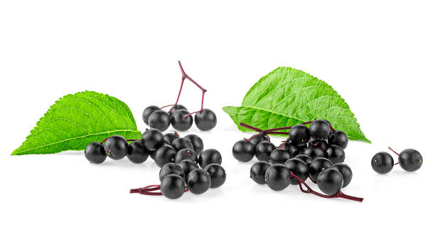 istock Ripe black elderberries with green leaves isolated on a white background. Fresh Sambucus berries. 1657639367