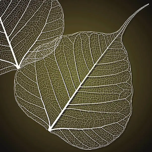 Vector illustration of Transparent Linden Leaf