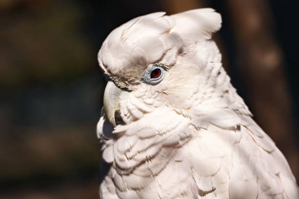 istock a parrot looking around and inside its habitat in the sunlight 1657641047